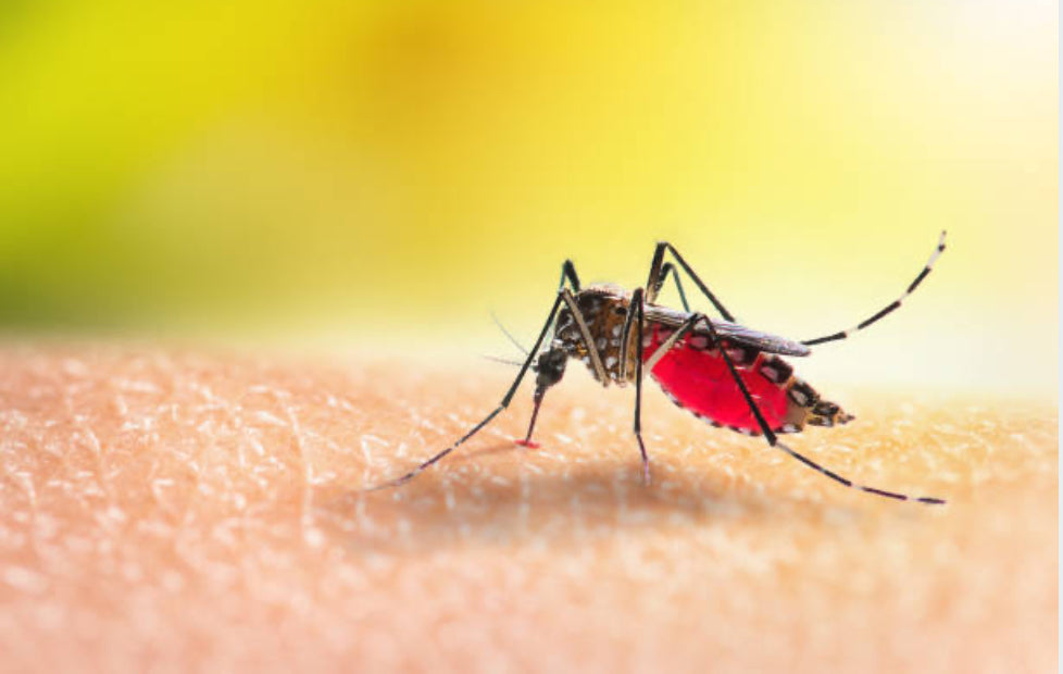 La moustiquaire de lit est la meilleure protection contre les maladies véhiculées par le moustique